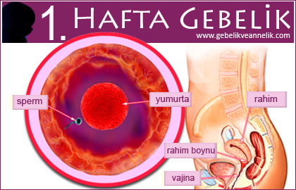 Hamileliğin 1. Haftası