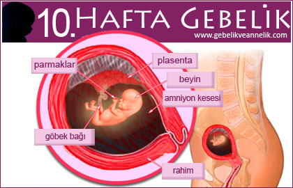 10 hafta gebelik