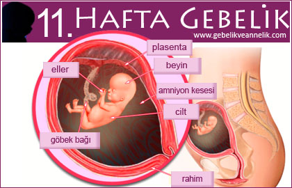 11 hafta gebelik