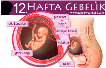 12 hafta gebelik