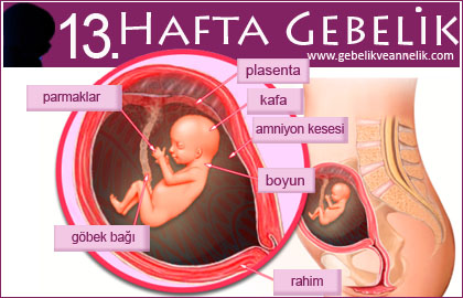 13 hafta gebelik