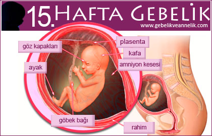 15 hafta gebelik