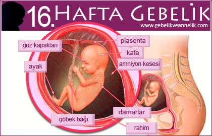 16 hafta gebelik