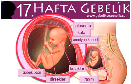 17 hafta gebelik