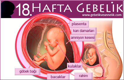 18 hafta gebelik