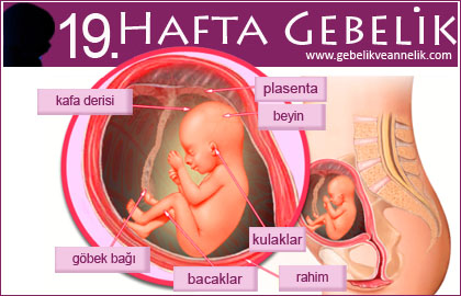 19 hafta gebelik