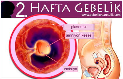 iki haftalik gebelik