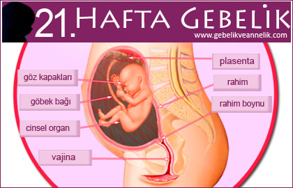 21 hafta gebelik