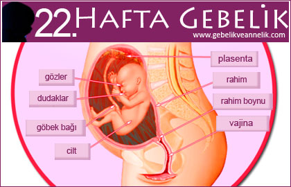 22 hafta gebelik