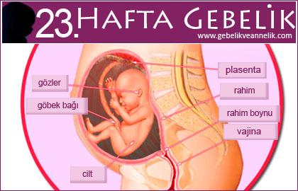 23 hafta gebelik