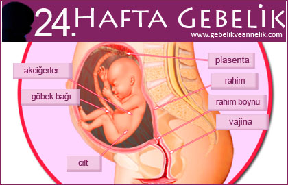 24 hafta gebelik