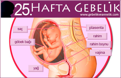 25 hafta gebelik