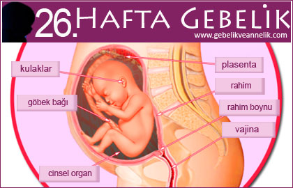 26 hafta gebelik