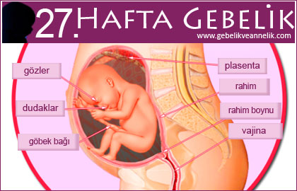 27 hafta gebelik