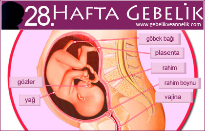 28 hafta gebelik