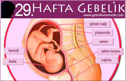 29 hafta gebelik