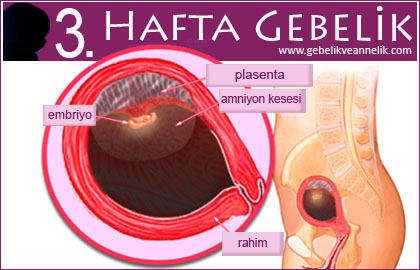 3 hafta gebelik