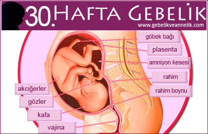 Hamileliğin 30. Haftası
