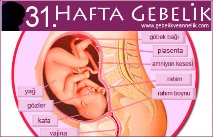 31 hafta gebelik