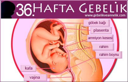 36 hafta gebelik