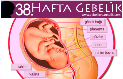 38 hafta gebelik