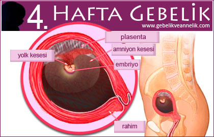 gebelikte 4. hafta