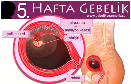 5. hafta gebelik