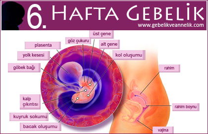 Hamileliğin 6. Haftası