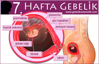 7. hafta gebelik