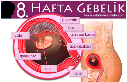 8. hafta gebelik