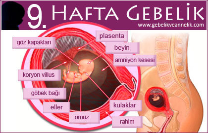 9 Haftalik Gebelik Hamilelik Ultrason Goruntuleri