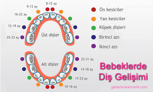 Diş Çıkarma Tablosu