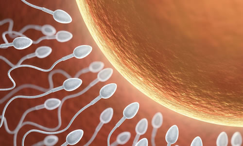 Sperm Değerlendirmesi