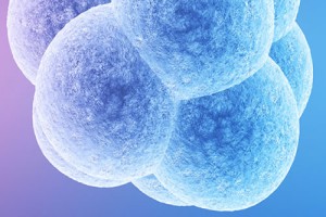 Embriyonun Zarının İnceltilmesi Nasıl Uygulanır?