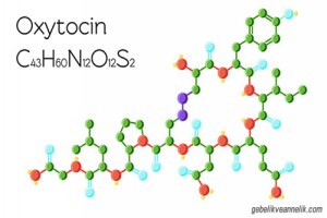 Oksitosin Nedir? Hamilelikte Oksitosin Hormonu Ne İşe Yarar?